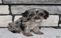 Cavapoo dogs for sale: Cavapoo 5 puppies - Image 22