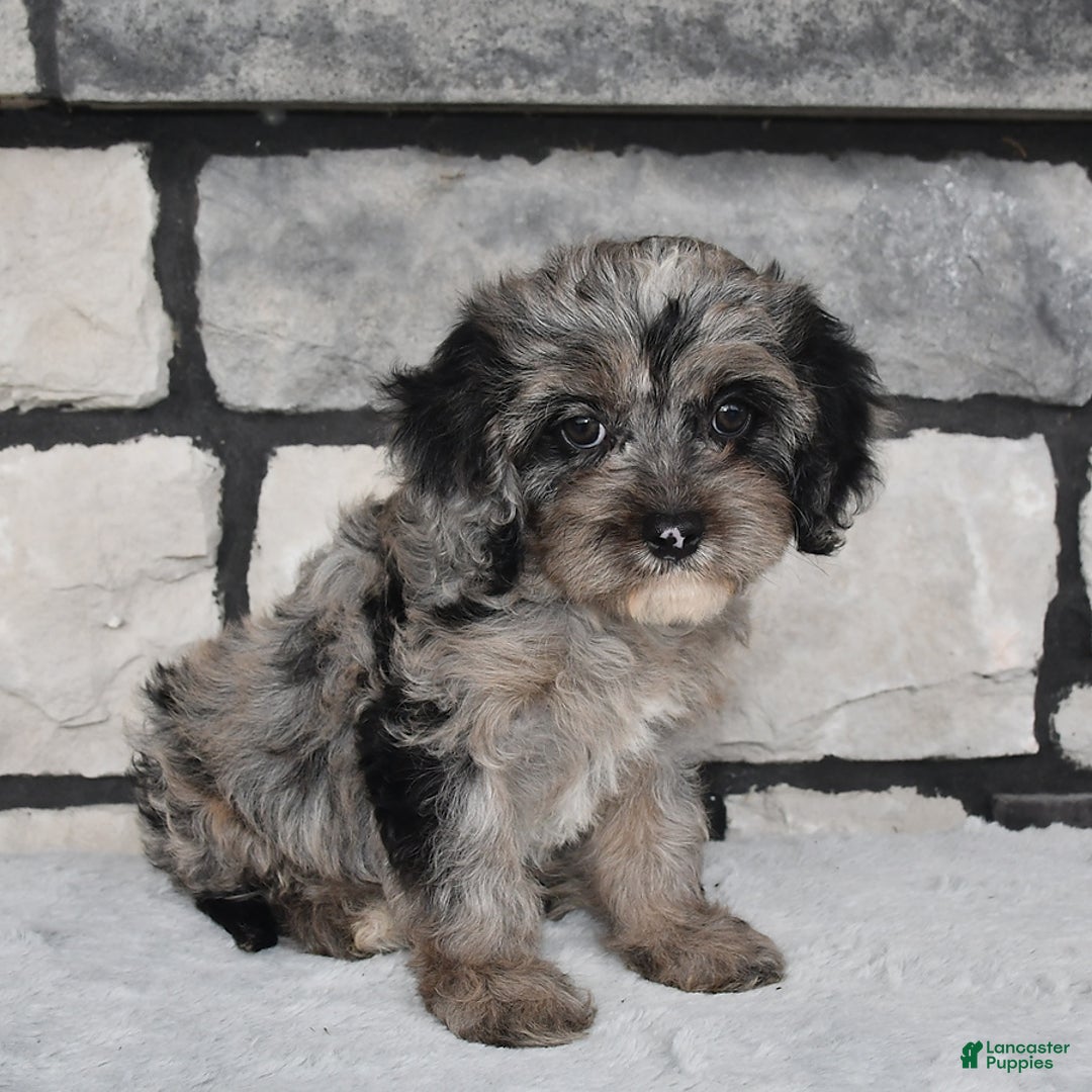 Cavapoo dogs for sale: Cavapoo 5 puppies - Image 22