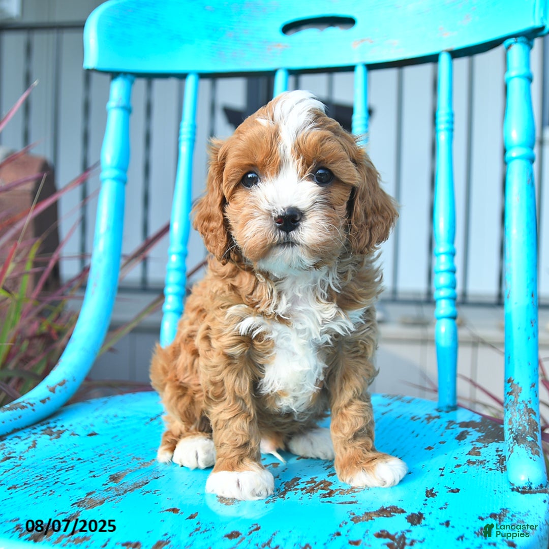 Cavapoo dogs for sale: Ace - Image 4
