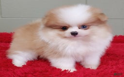 Pomeranian dogs for sale: Simon - Image 7
