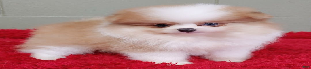 Simon