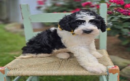 Bernedoodle dogs for sale: Ganze - Image 2