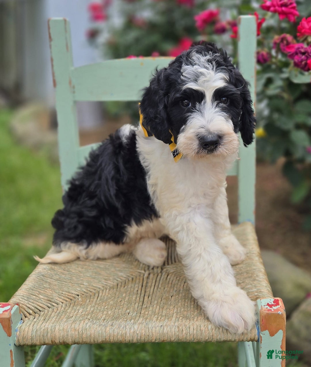 Bernedoodle dogs for sale: Ganze - Image 2