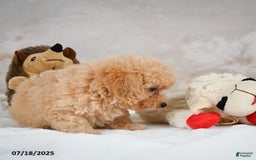Bichpoo dogs for sale: Debby - Image 4