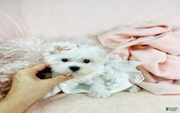Maltese dogs for sale: Cutie - Image 1