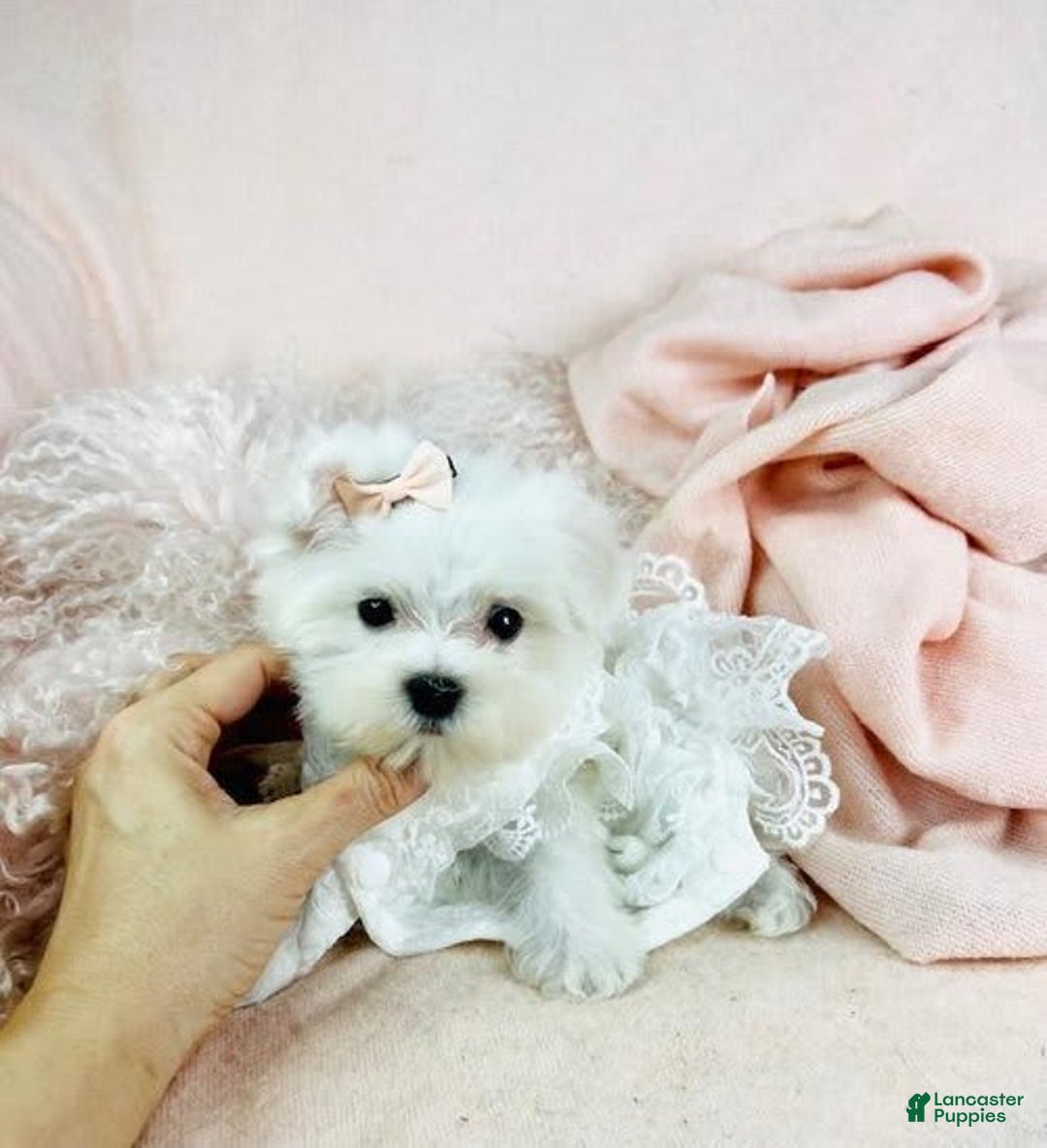Maltese dogs for sale: Cutie - Image 1
