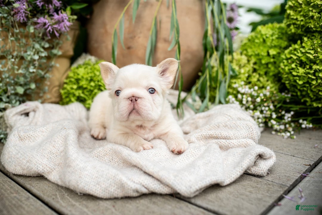 French Bulldog dogs for sale: Kingston - Image 6
