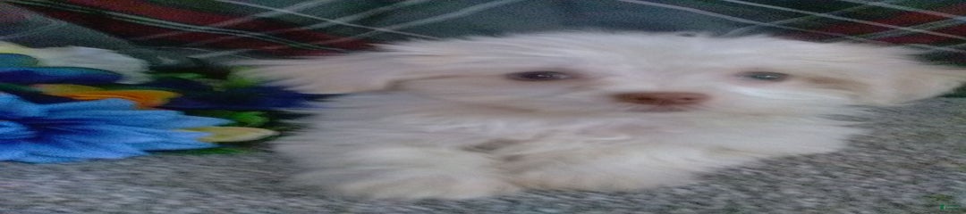 Dewey