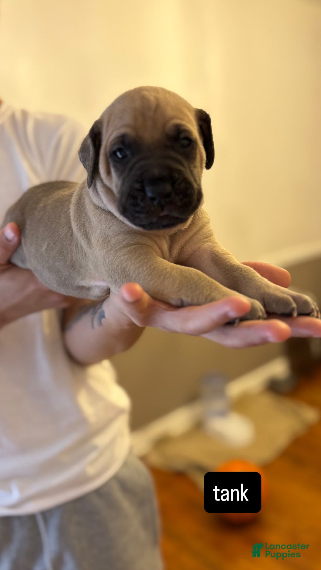 Cane Corso dogs for sale: Cane Corso 6 puppies - Image 10