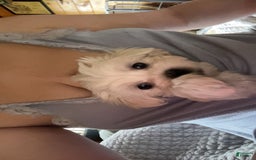 Maltese dogs for sale: Tutie - Image 8