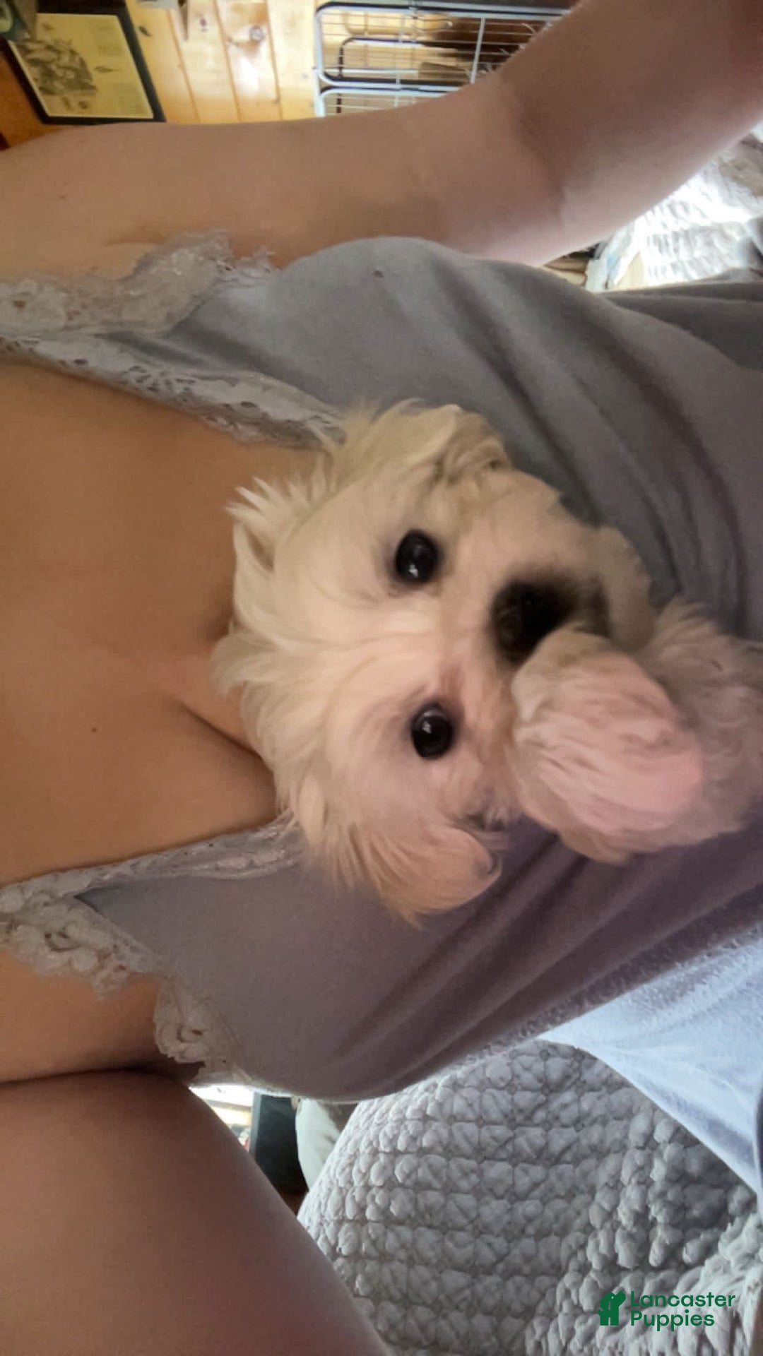 Maltese dogs for sale: Tutie - Image 8