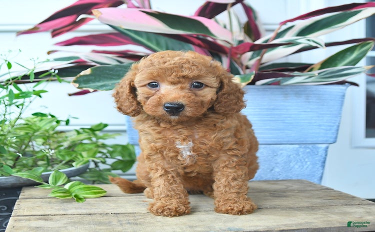 Mini Goldendoodle dogs for sale - Ad 3