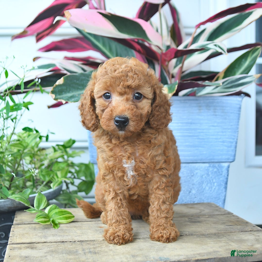 Mini Goldendoodle dogs for sale: Violet - Image 1