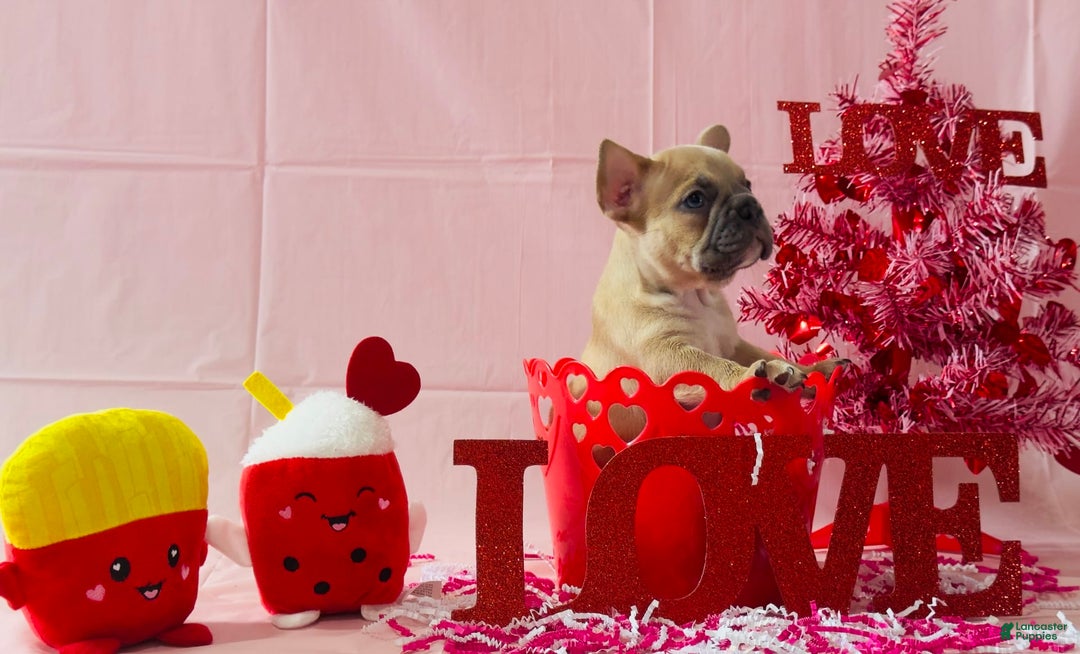 French Bulldog dogs for sale: Teseki - Image 1