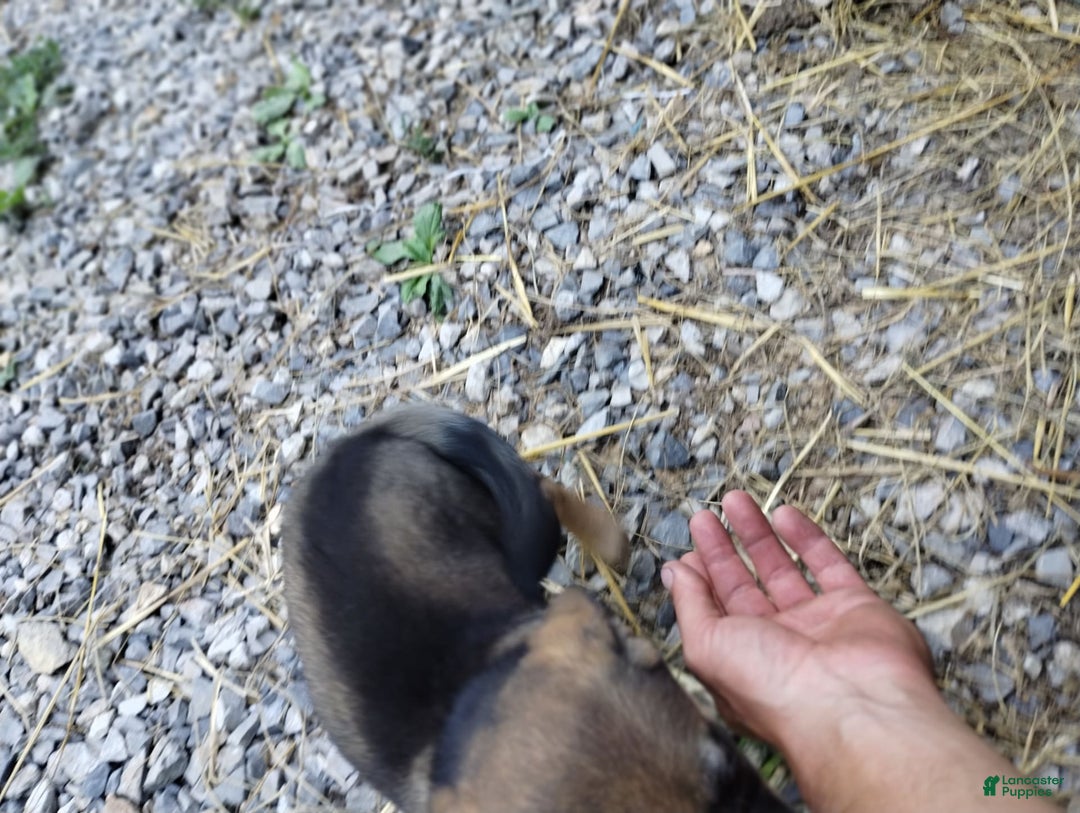 Norwegian Elkhound dogs for sale: Rosie - Image 2