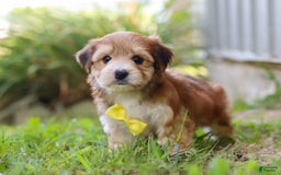 Morkie dogs for sale: Randy - Image 1