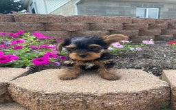 Yorkshire Terrier dogs for sale: Rocker - Image 3
