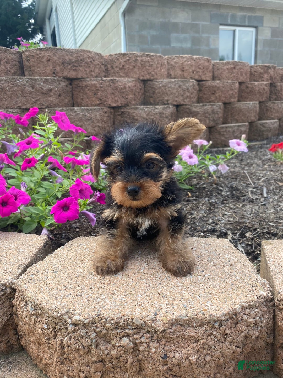 Yorkshire Terrier dogs for sale: Rocker - Image 3