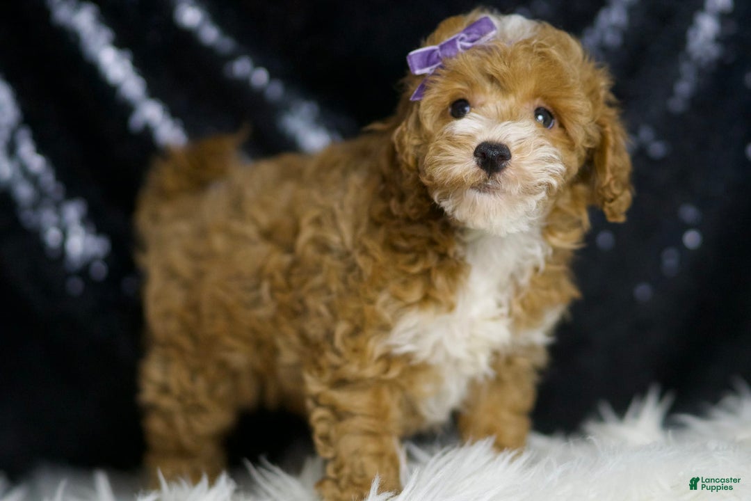 Toy Poodle dogs for sale: Rebecca - Image 6