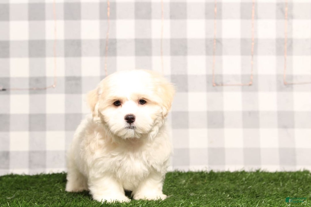Shih Tzu dogs for sale: Sailor - Image 1