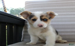 Welsh Corgi Pembroke dogs for sale: Luna - Image 2