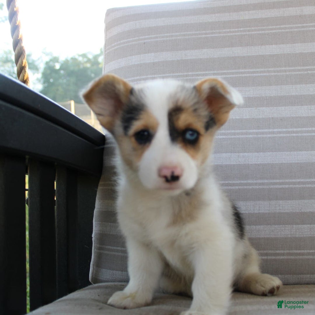 Welsh Corgi Pembroke dogs for sale: Luna - Image 2