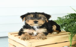 Yorkshire Terrier dogs for sale: Pepper - Image 4
