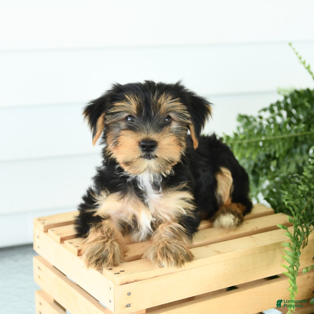 Yorkshire Terrier dogs for sale: Pepper - Image 4