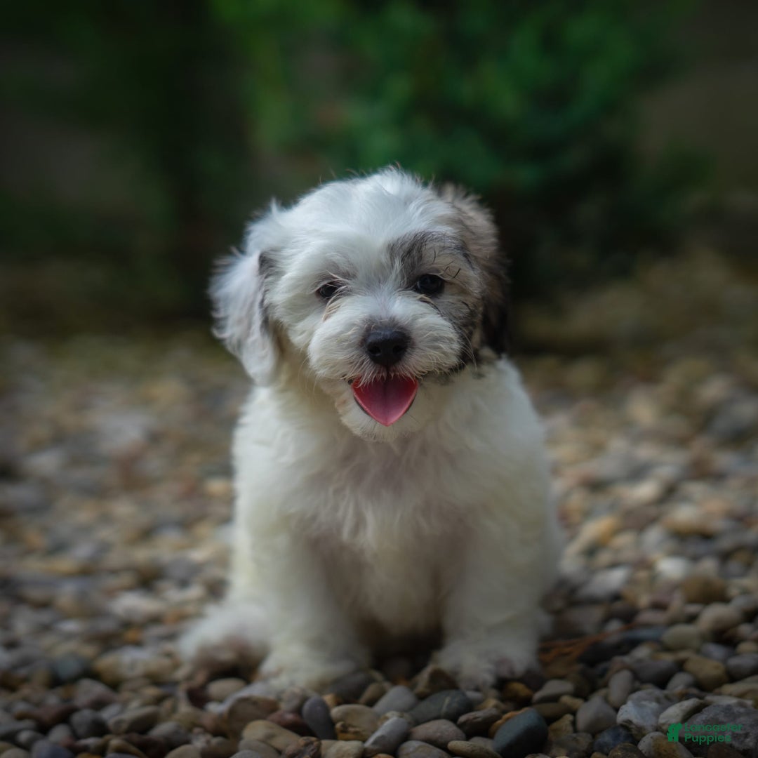 Teddy Bear dogs for sale: Cloud - Image 15