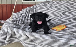 Labrador Retriever dogs for sale: Chuck - Image 5