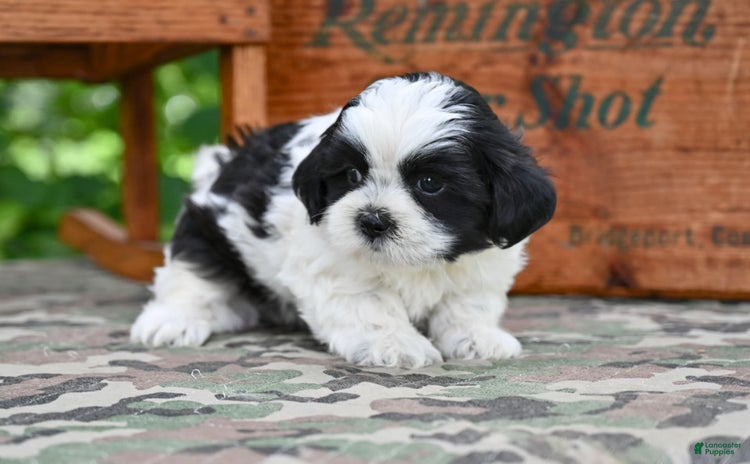 Shih Tzu dogs for sale - Ad 5