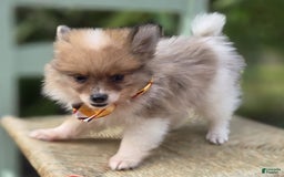 Pomeranian dogs for sale: Kevin - Image 1