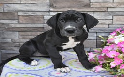 Great Dane dogs for sale: Sparky - Image 2