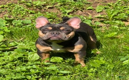 French Bulldog dogs for sale: Peanut - Image 3