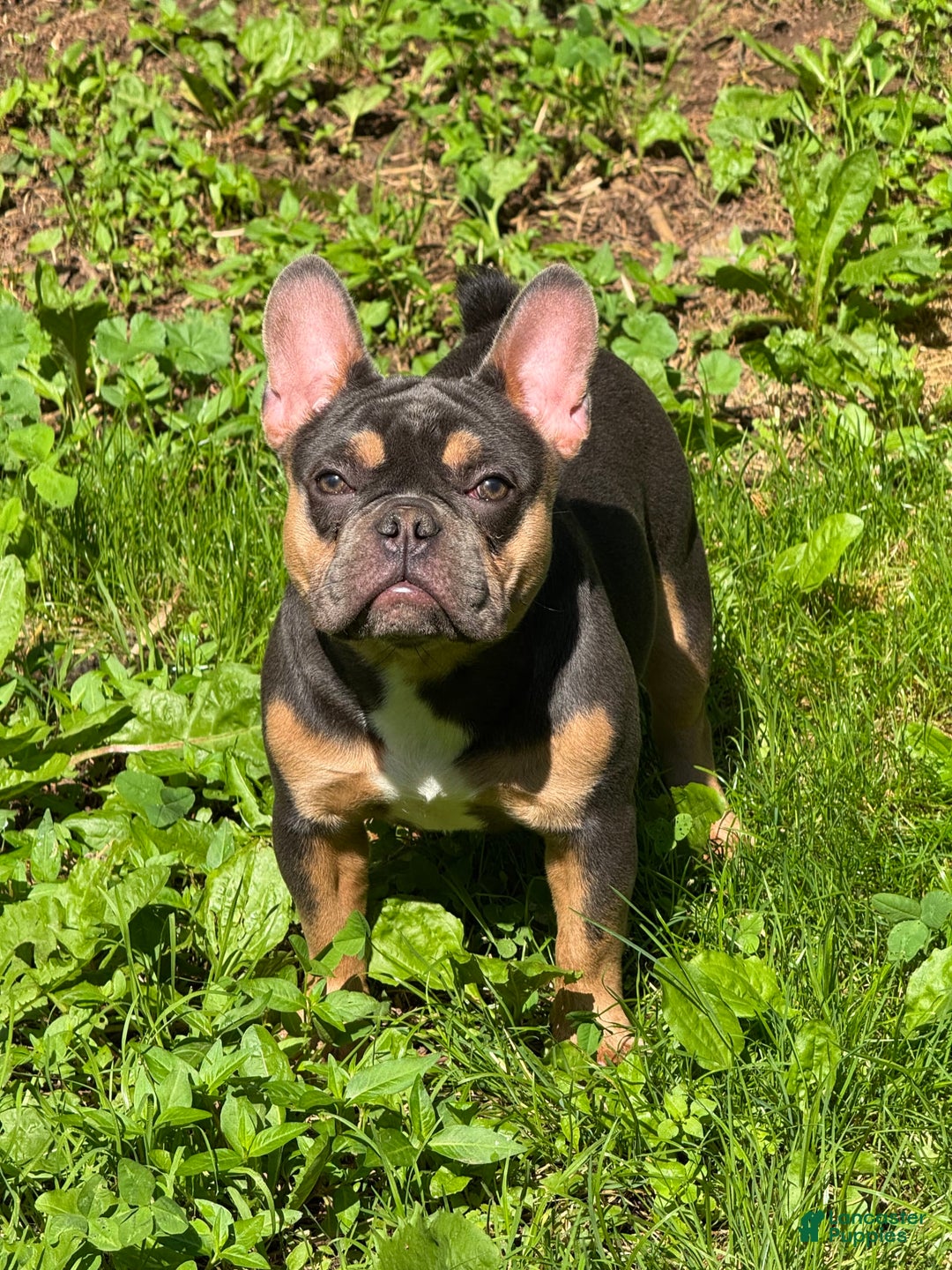 French Bulldog dogs for sale: Peanut - Image 3