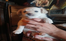 Chihuahua dogs for sale: Fluffy white Puppies - Image 11