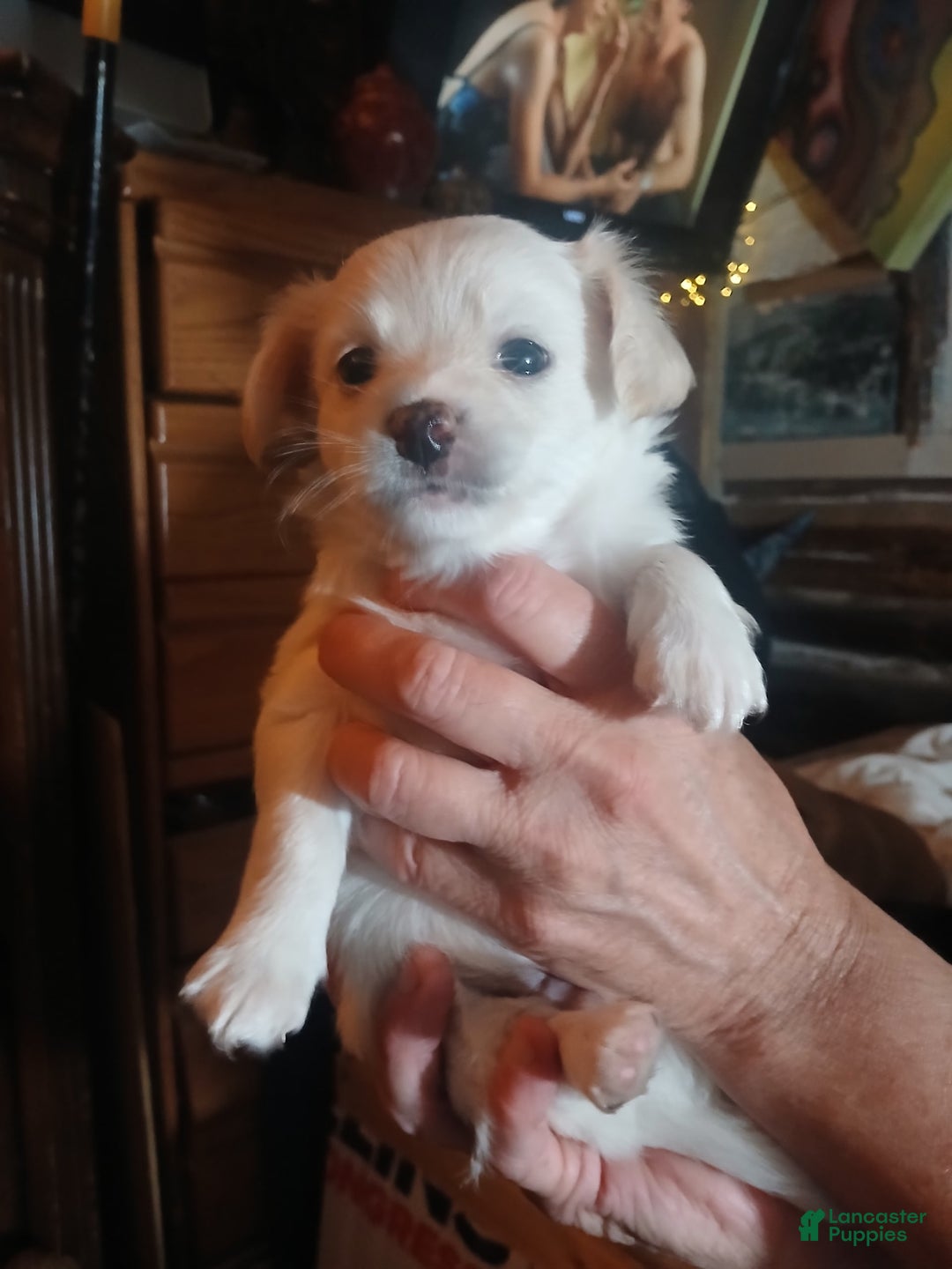 Chihuahua dogs for sale: Fluffy white Puppies - Image 11