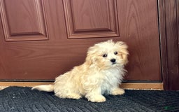 Lhasa Apso dogs for sale: Joey - Image 8