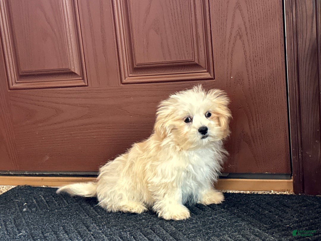 Lhasa Apso dogs for sale: Joey - Image 8
