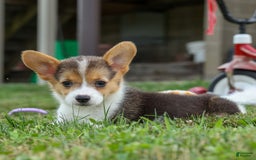 Welsh Corgi Pembroke dogs for sale: Lyla - Image 6