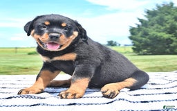 Rottweiler dogs for sale: Duke - Image 8