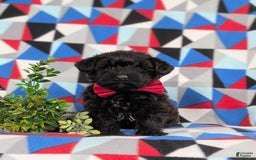 Yorkiepoo dogs for sale: Willoughby - Image 3