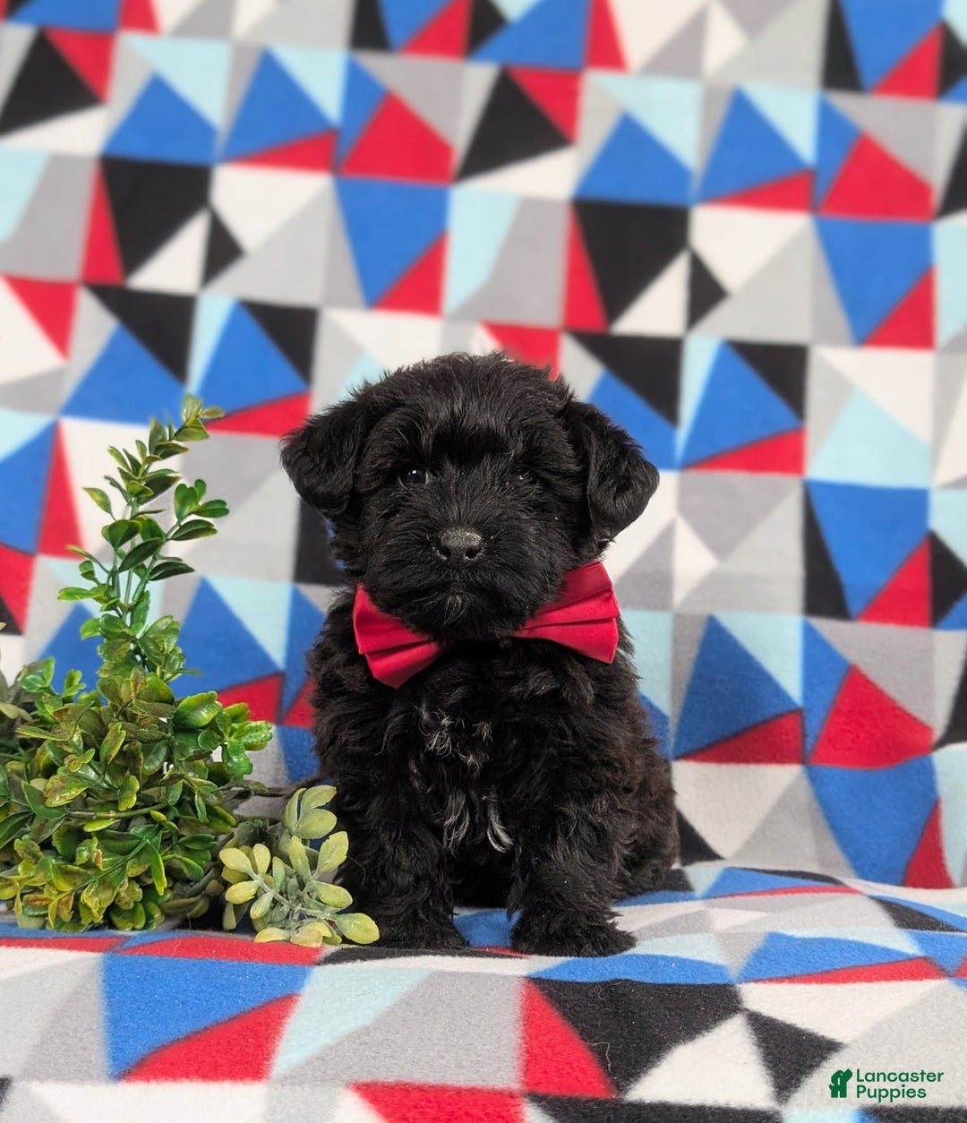 Yorkiepoo dogs for sale: Willoughby - Image 3