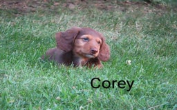 Dachshund dogs for sale: Corey - Image 4