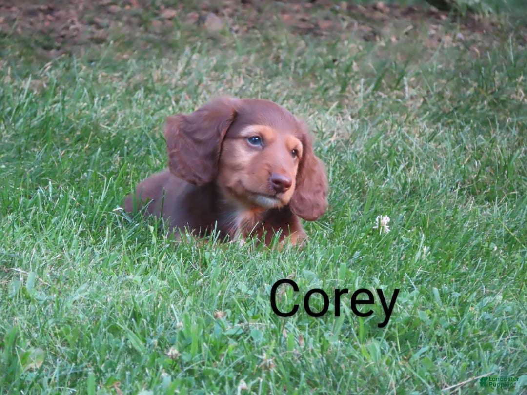 Dachshund dogs for sale: Corey - Image 4