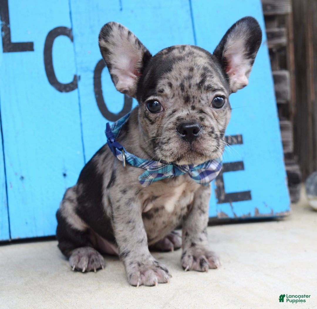 French Bulldog dogs for sale: Fletcher - Image 8