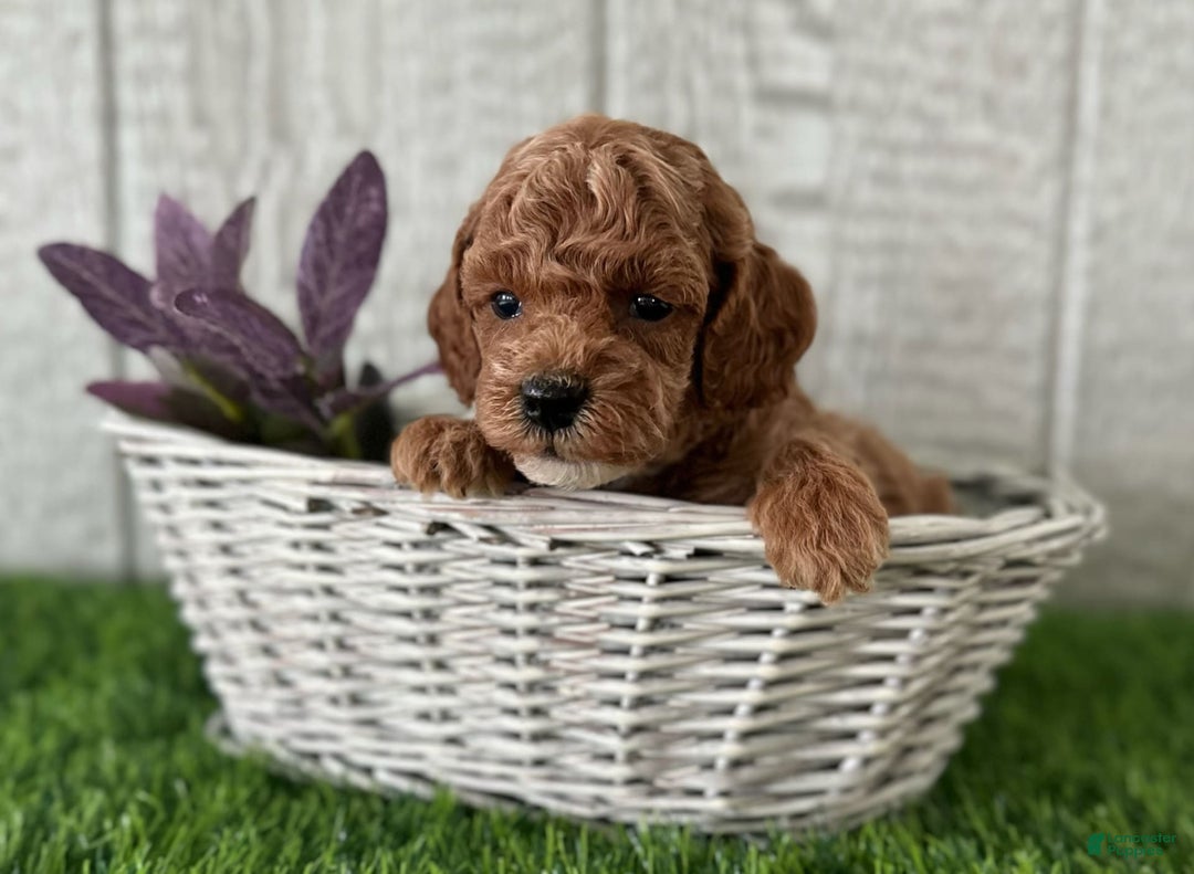 Miniature Poodle dogs for sale: Sylvie - Image 4