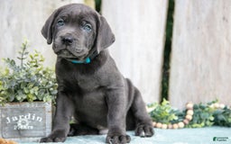 Cane Corso dogs for sale: Finn - Image 1