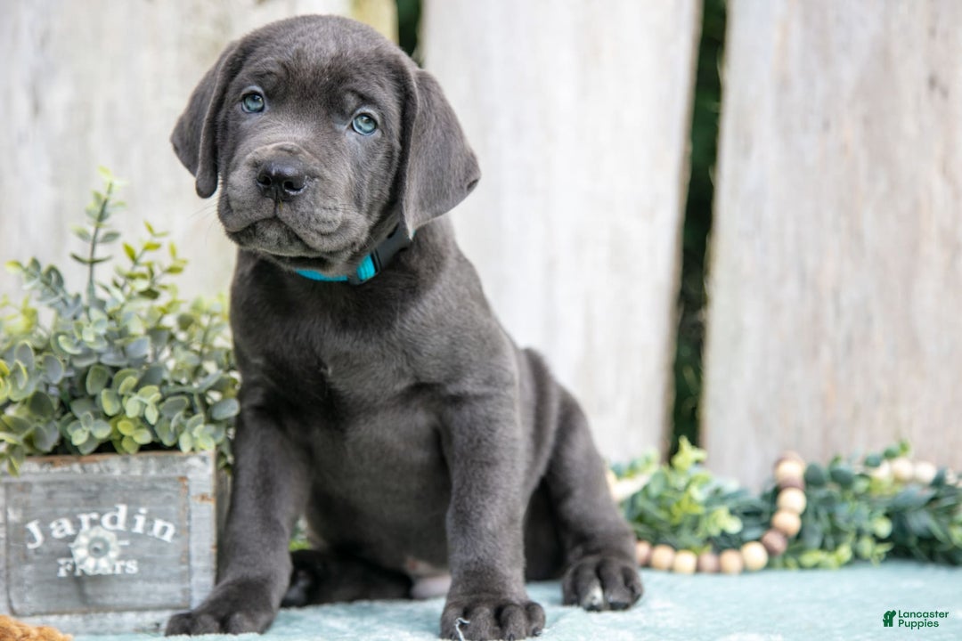 Cane Corso dogs for sale: Finn - Image 1