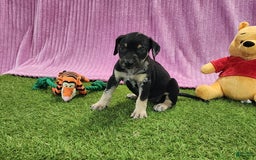 Catahoula Leopard Dog dogs for sale: Tess 2025 Female 4 - Image 13